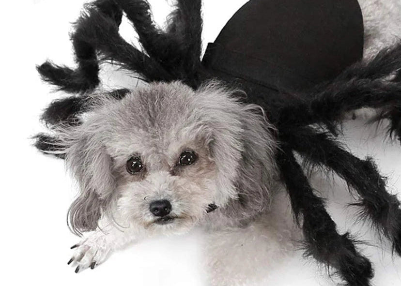 Halloween Spider Clothes for Pet Dog Cat Spider Costumes Dressing up Pet Clothes Pet Halloween Props Party Clothing Accessories